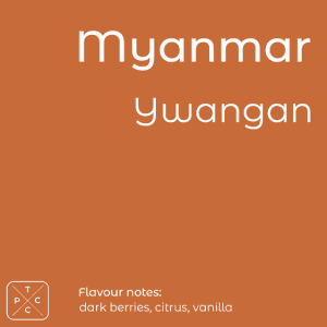 Myanmar, Ywangan, Award-winning Coffee
