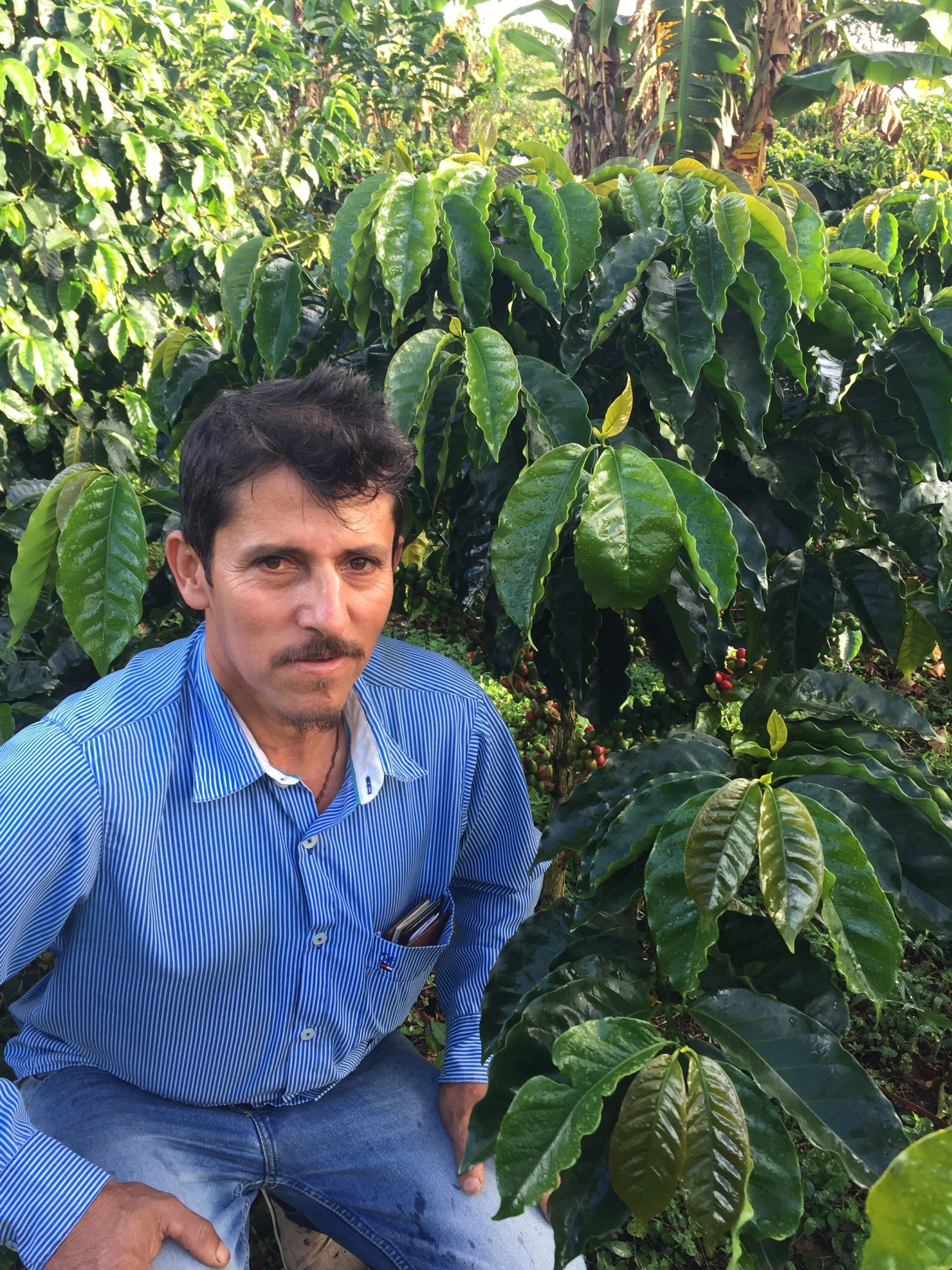 Luis Anibal - Finca Villa Betulia, Colombia Luis Anibal - Finca Villa Betulia, Colombia
