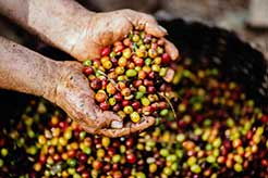 Colombian Coffee Farm